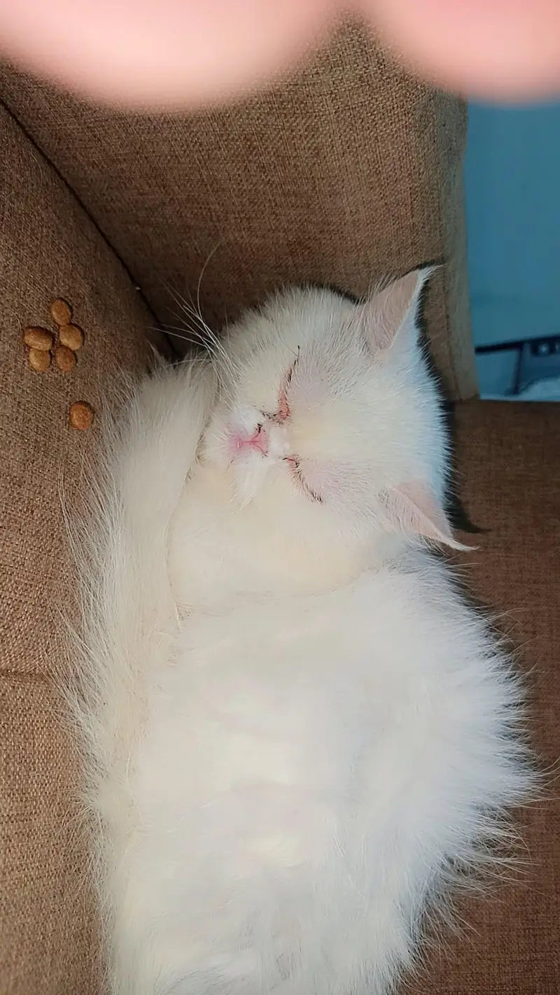 healthy Persian female cat for sale vaccined — photo 4