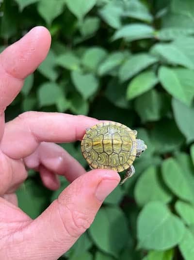 turtles for sale wholesale price 03104016778