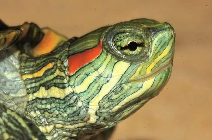turtles for sale wholesale price 03104016778 — photo 2