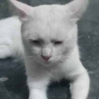 white cat