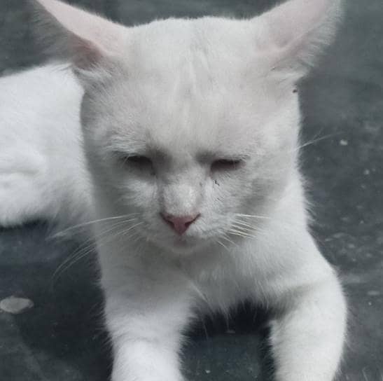 white cat 0