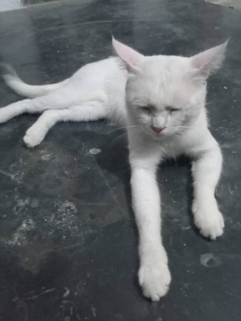 white cat 1
