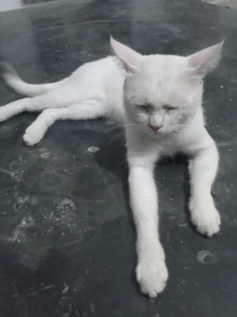 white cat — photo 2
