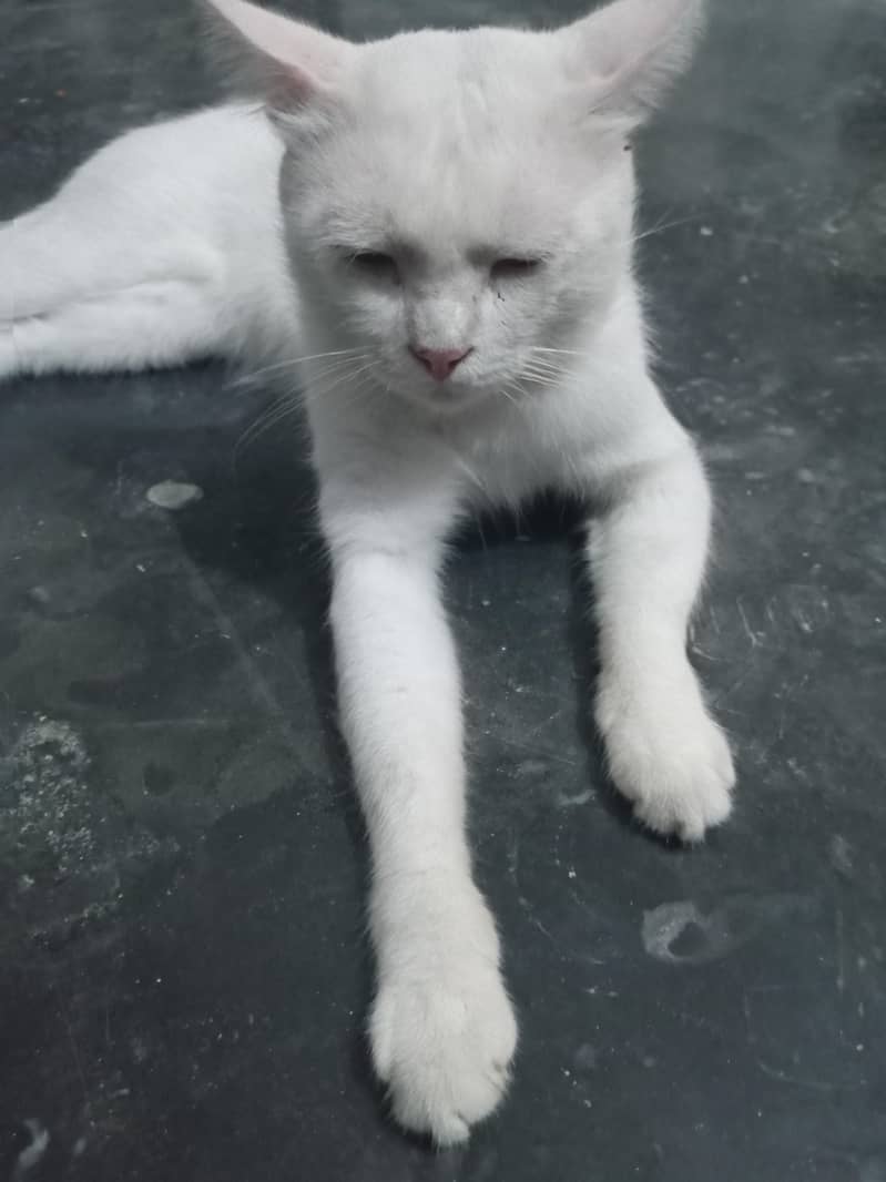 white cat 2