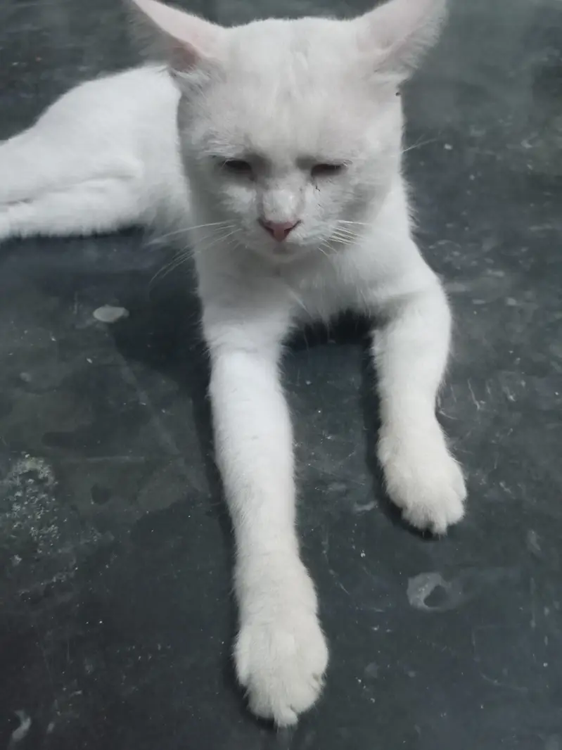 white cat — photo 3