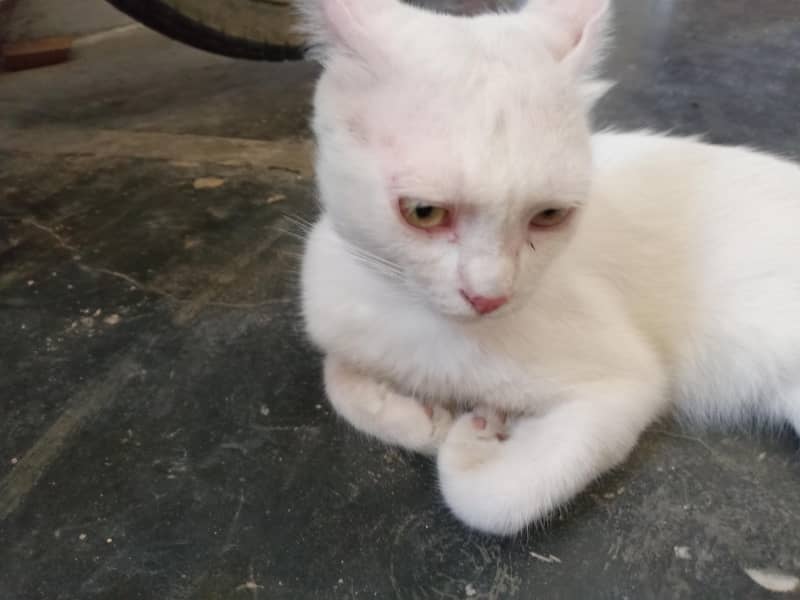 white cat 3