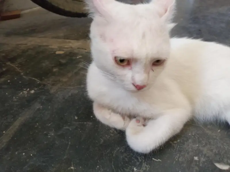 white cat — photo 4