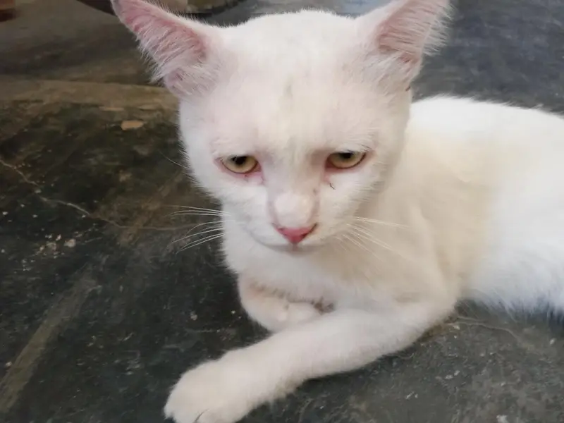 white cat — photo 5