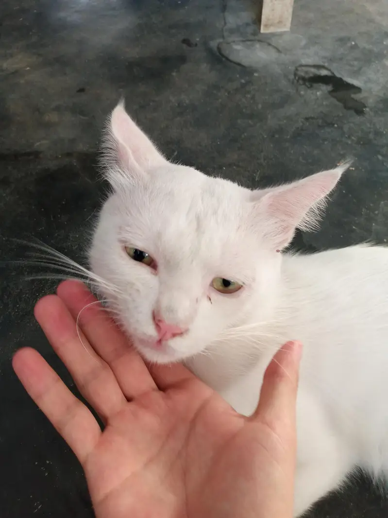 white cat — photo 6