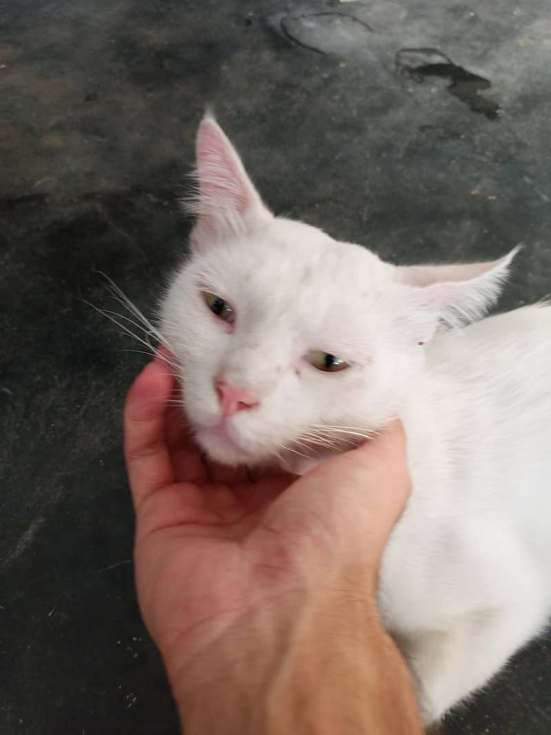 white cat 6