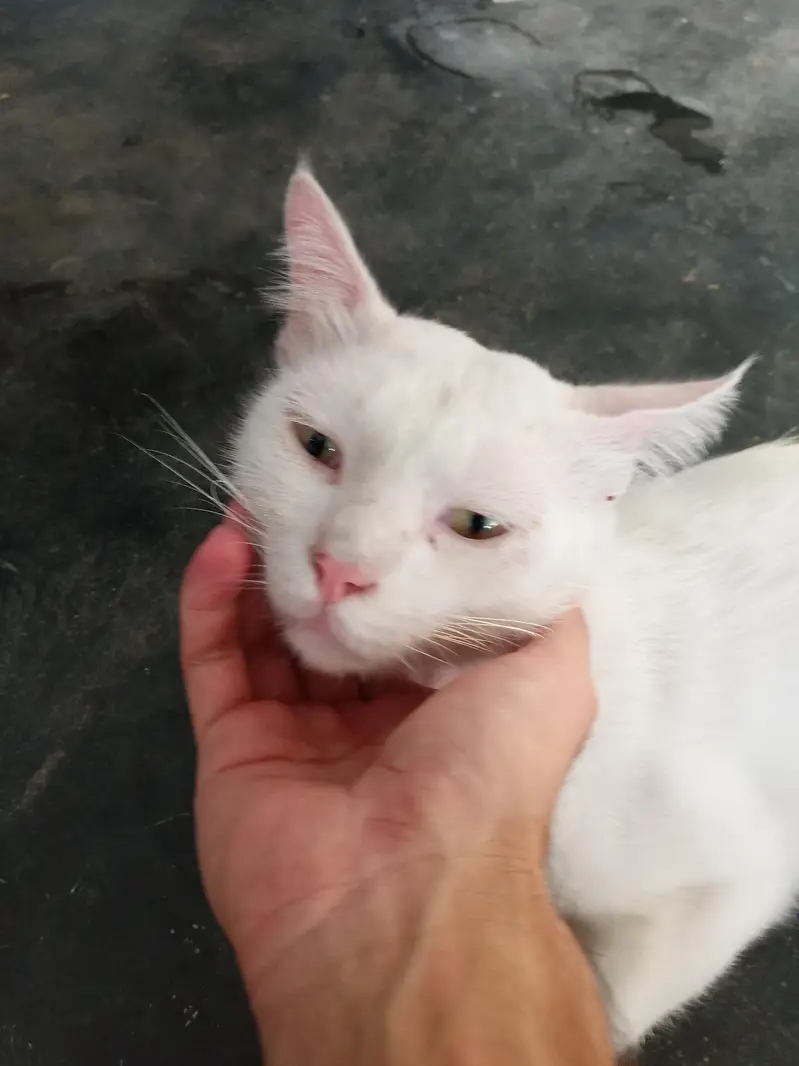 white cat — photo 7