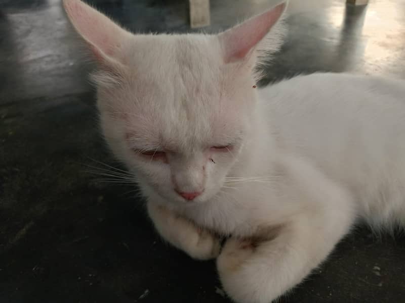 white cat 7