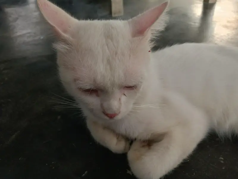 white cat — photo 8