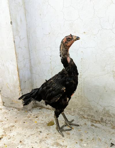 Aseell Tahii pakoyi female for sale in Lahore