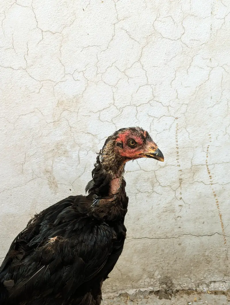 Aseell Tahii pakoyi female for sale in Lahore — photo 2