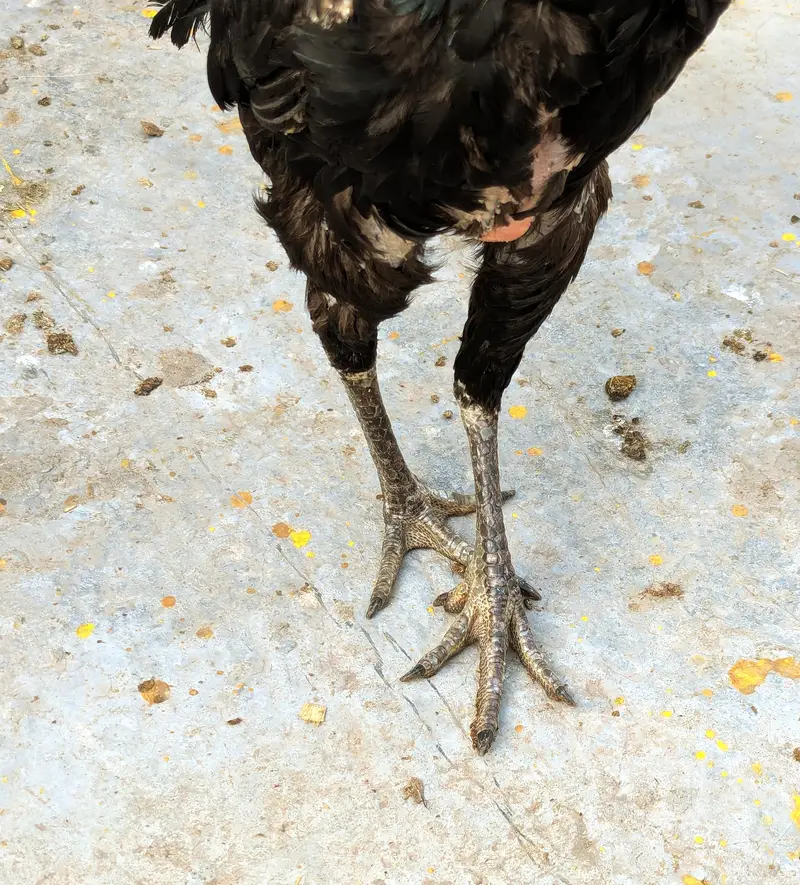 Aseell Tahii pakoyi female for sale in Lahore — photo 3