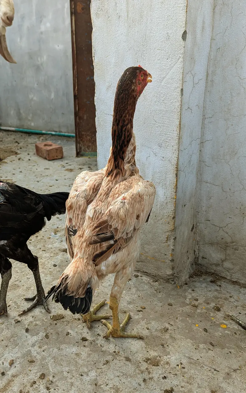 Aseell Tahii pakoyi female for sale in Lahore — photo 4