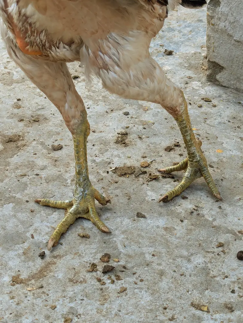 Aseell Tahii pakoyi female for sale in Lahore — photo 5