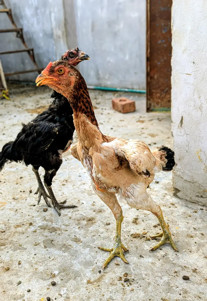 Aseell Tahii pakoyi female for sale in Lahore — photo 6