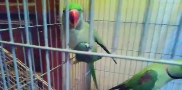 RAW PARROT PAIR