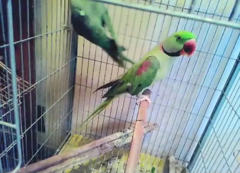 RAW PARROT PAIR — photo 2
