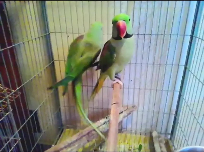 RAW PARROT PAIR — photo 3