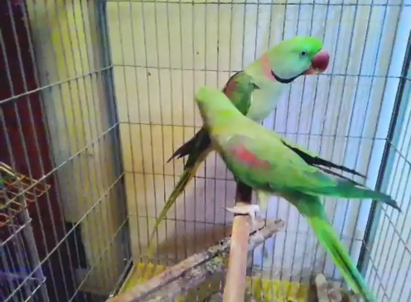 RAW PARROT PAIR — photo 4