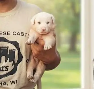 puppy for sale