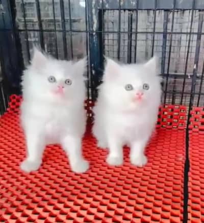 Persian cat for sale