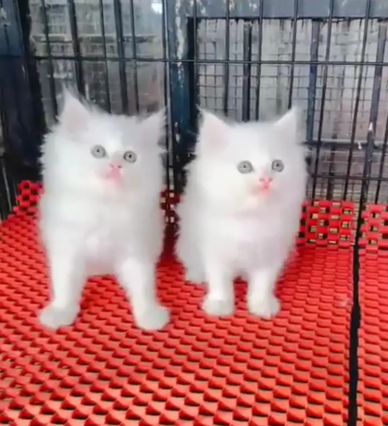Persian cat for sale
