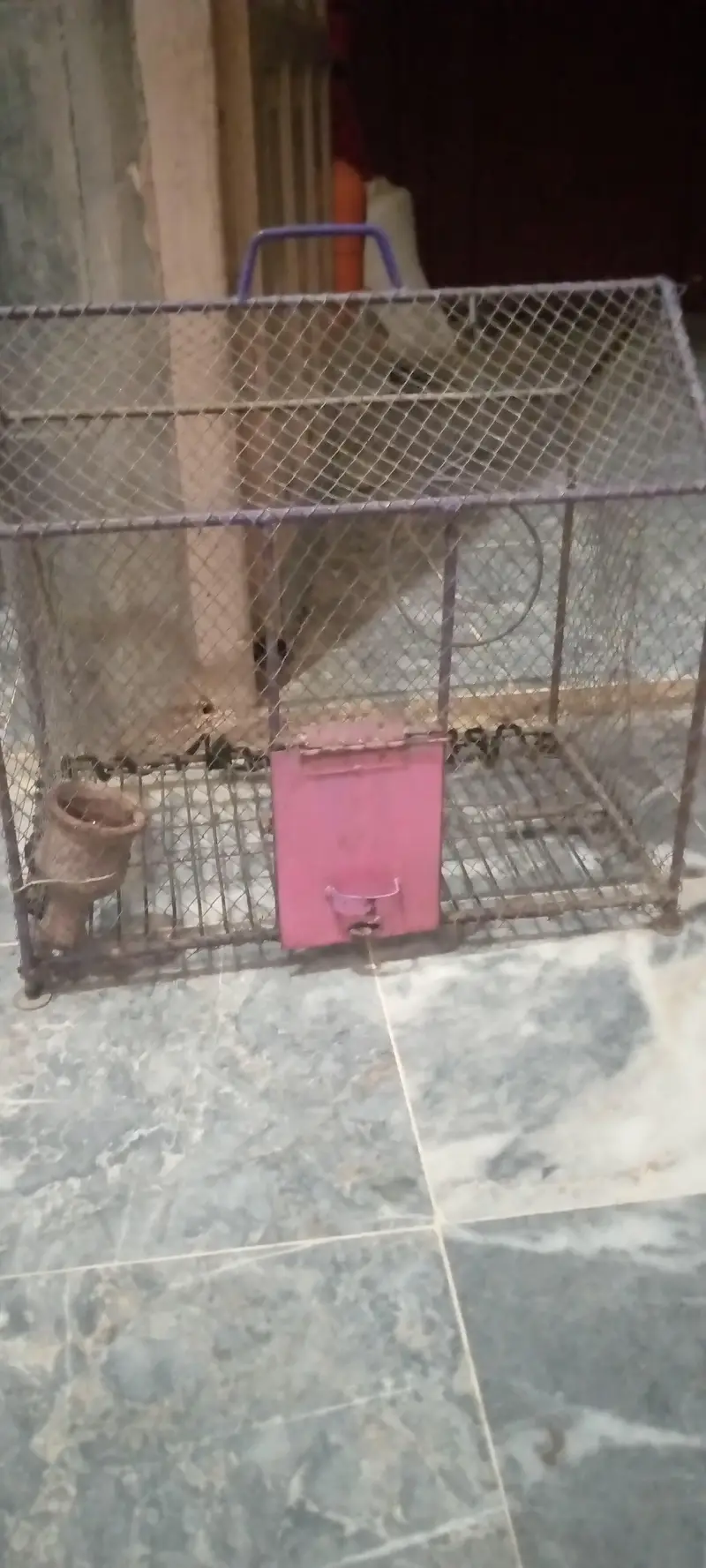 khola mazbot panjra