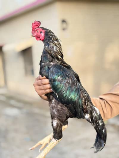Aseel breeder pair AVAILABLE