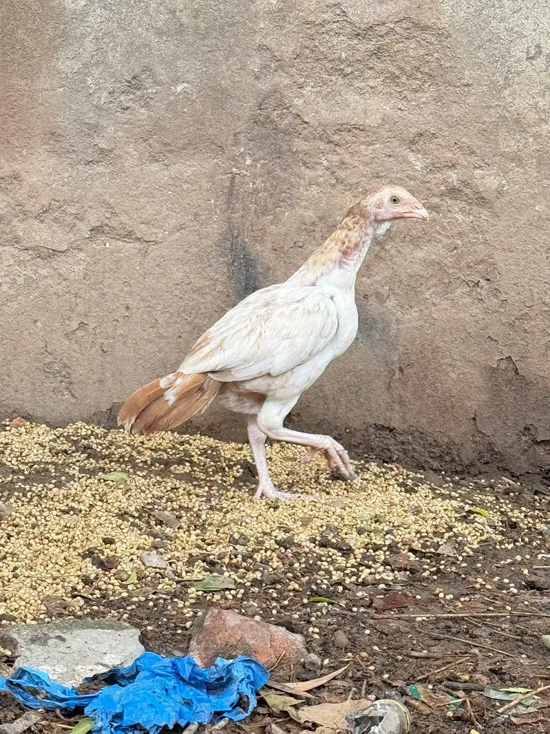Aseel breeder pair AVAILABLE — photo 10