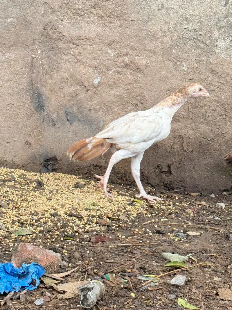 Aseel breeder pair AVAILABLE — photo 11