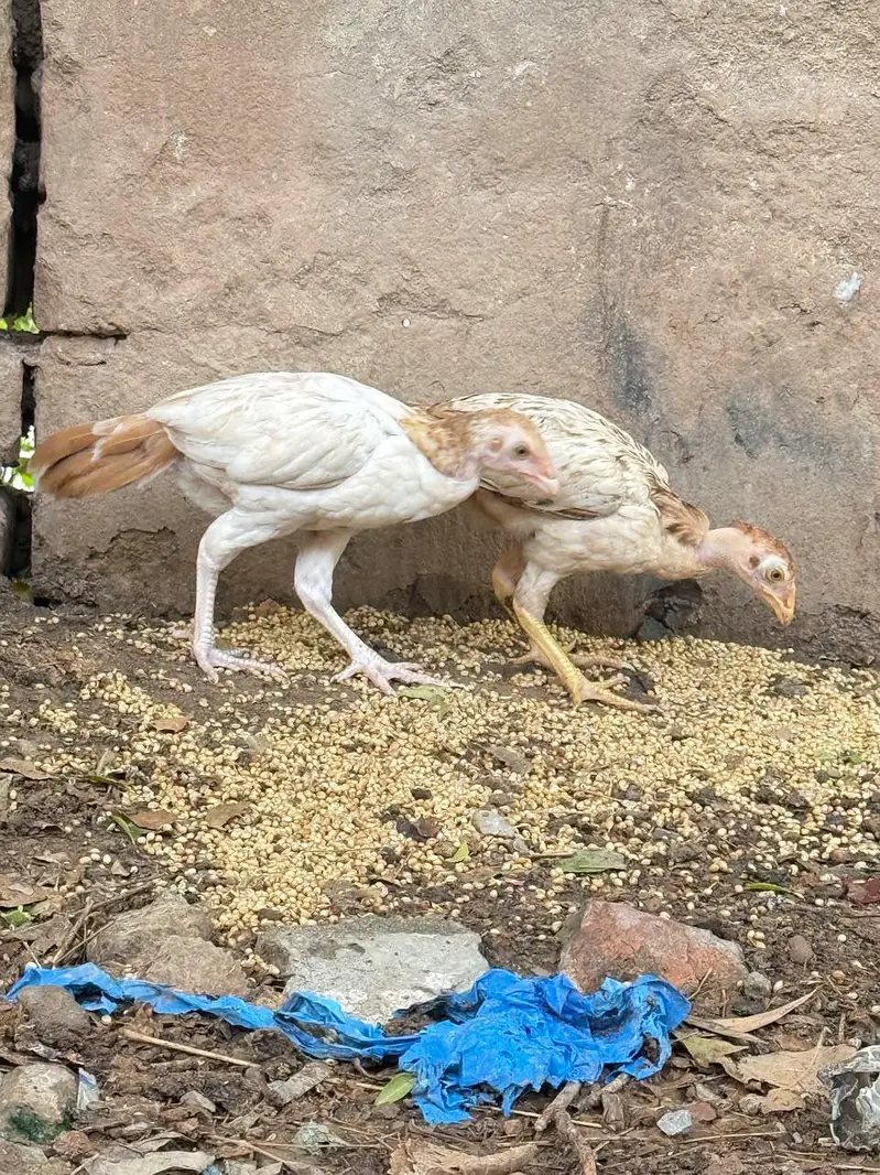 Aseel breeder pair AVAILABLE — photo 12