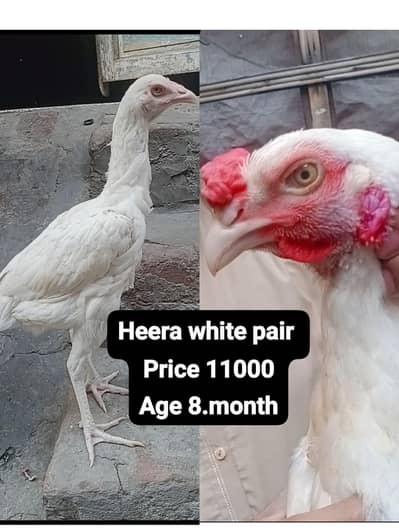 aseel heera parmoz pair 11000 oh shamo male 27k o3017104771 cal wt ap