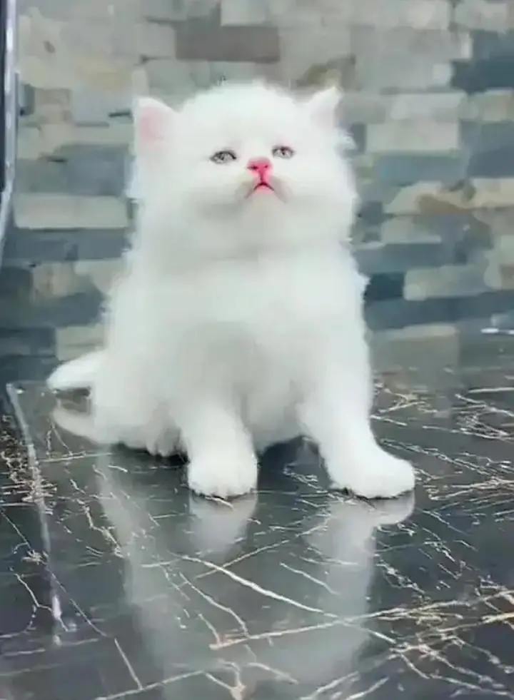 Persian cat for sale