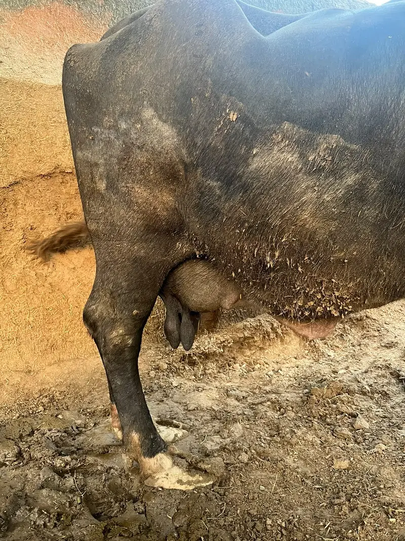 Tazi sui hui bhens nechay katti hai — photo 2