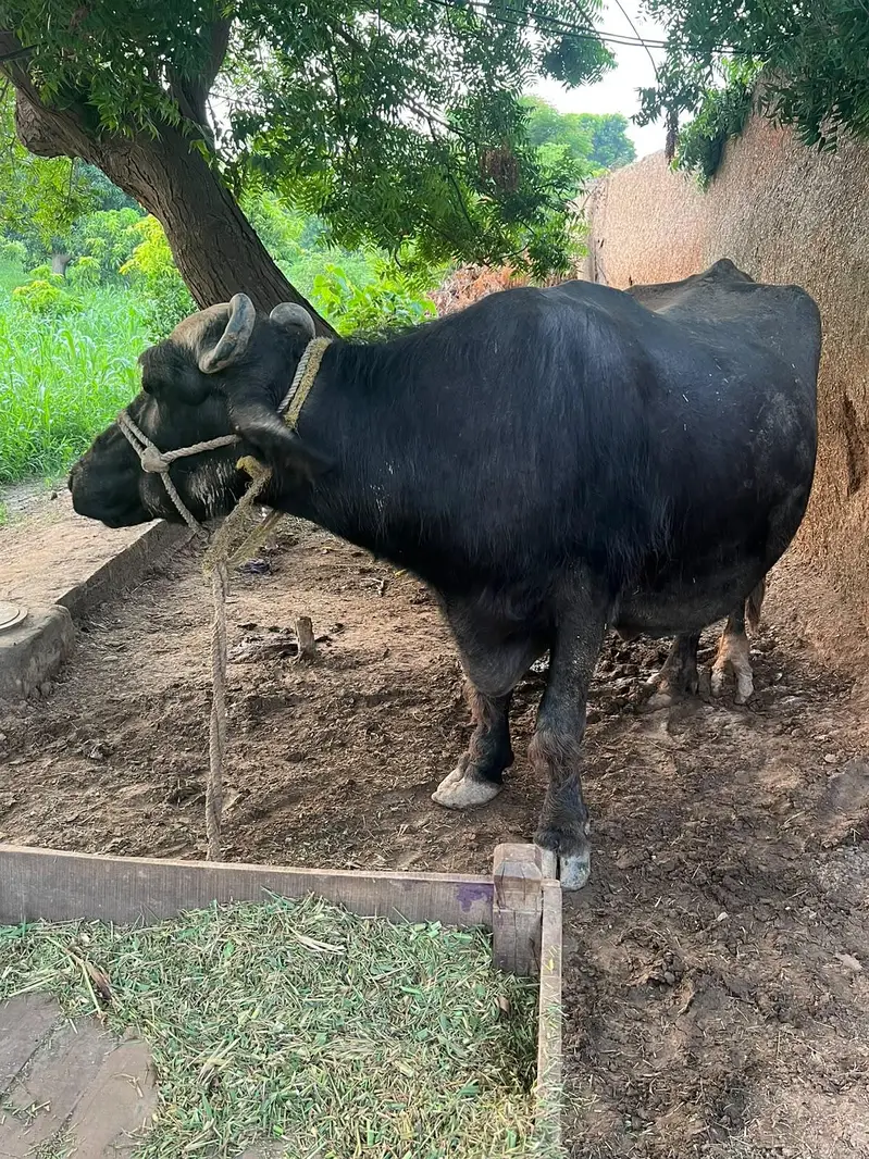 Tazi sui hui bhens nechay katti hai — photo 3