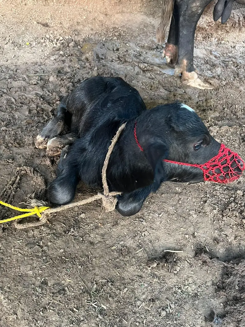 Tazi sui hui bhens nechay katti hai — photo 4