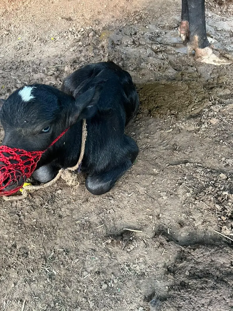Tazi sui hui bhens nechay katti hai — photo 5
