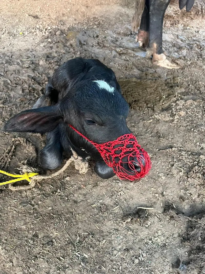 Tazi sui hui bhens nechay katti hai — photo 6