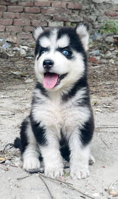 Top Notch Siberian Husky Blue eyes pupp
