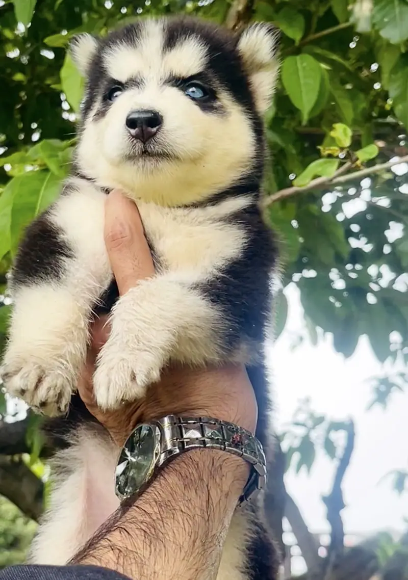 Top Notch Siberian Husky Blue eyes pupp — photo 3