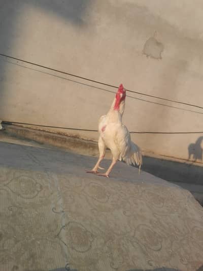 Heera breeder