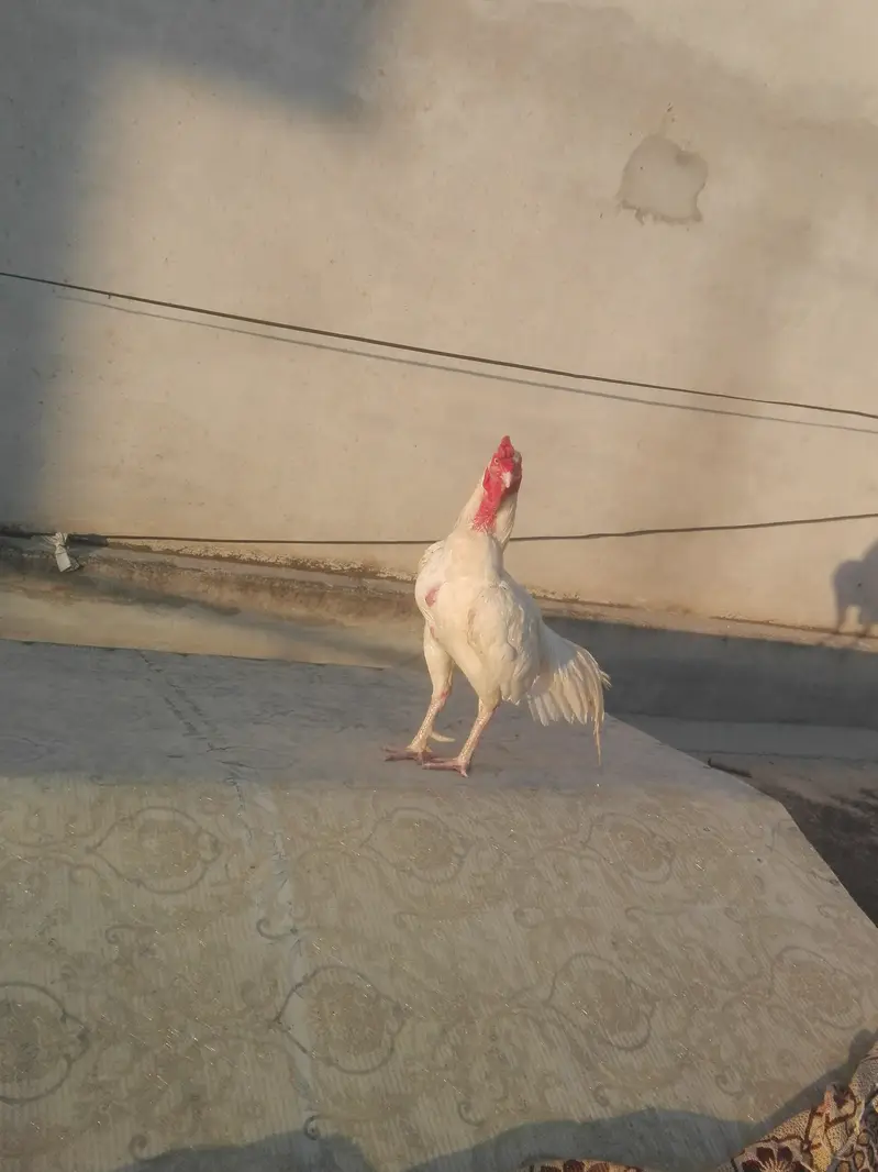 Heera breeder — photo 2
