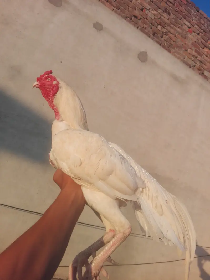 Heera breeder — photo 3