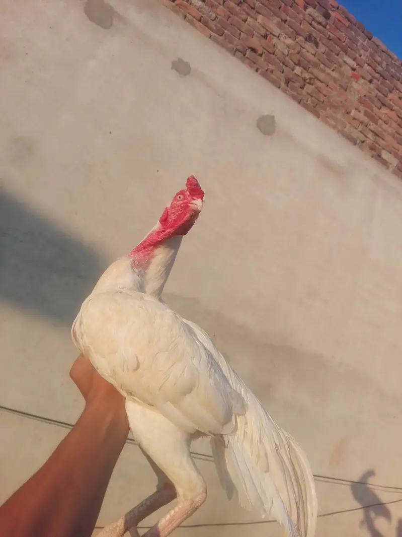 Heera breeder — photo 4