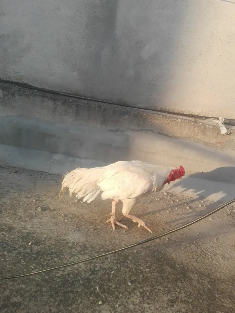 Heera breeder — photo 5