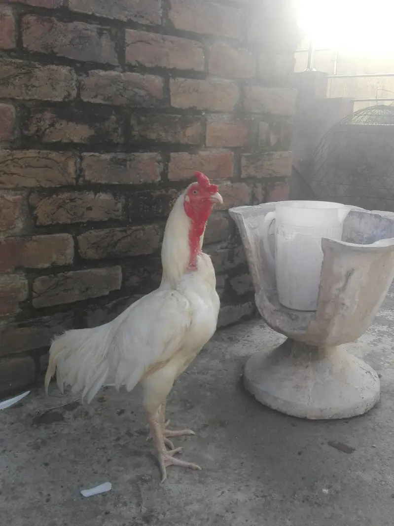 Heera breeder — photo 6